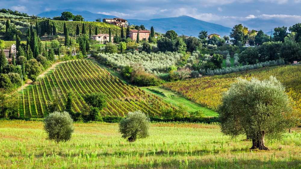 tuscani vineyard